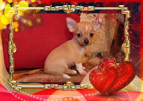 kurzhaar Chihuahuawelpe (Rüde)